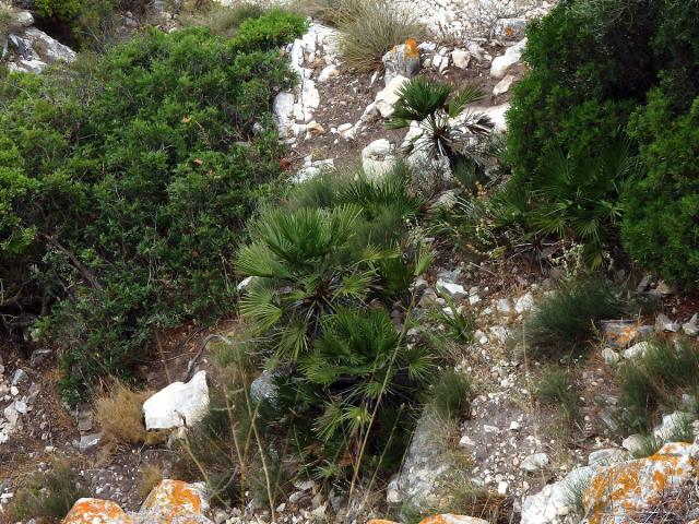 Žumara nízká (Chamaerops humilis L.)