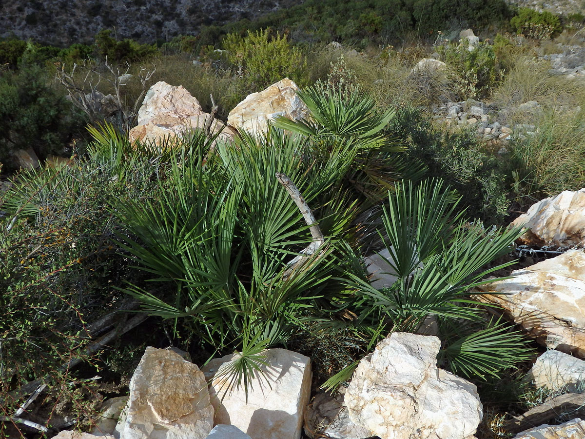 Žumara nízká (Chamaerops humilis L.)