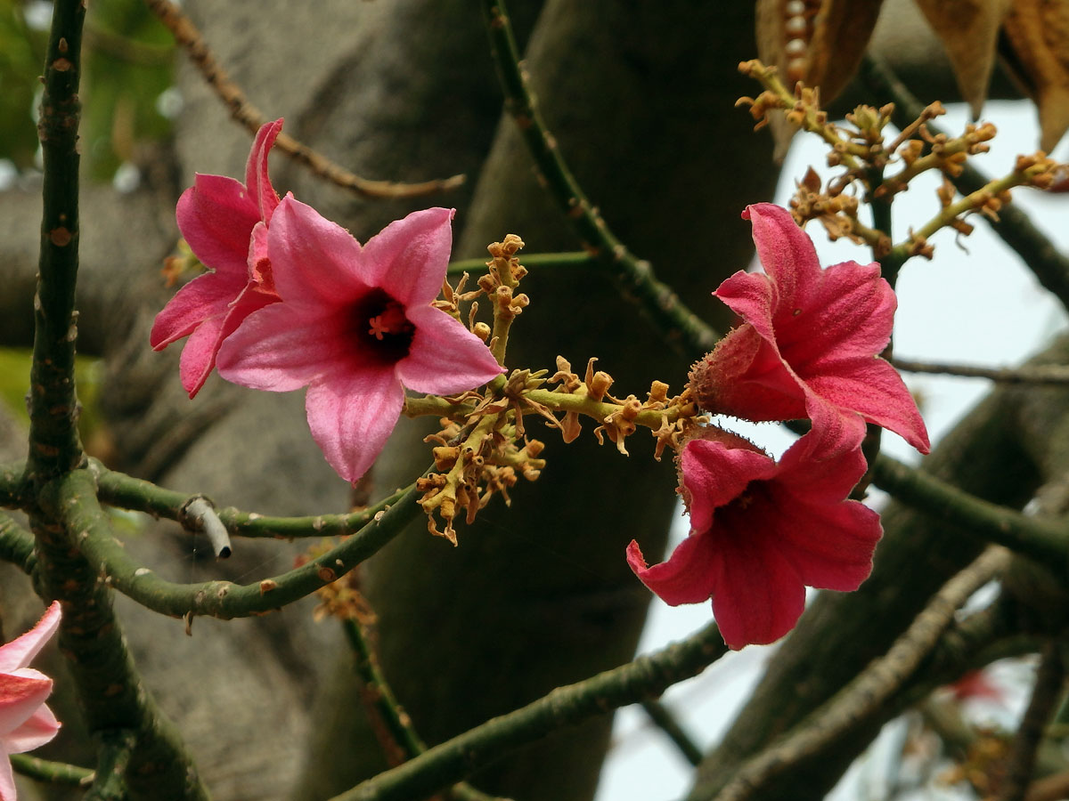 Brachychiton discolor F. Muell.