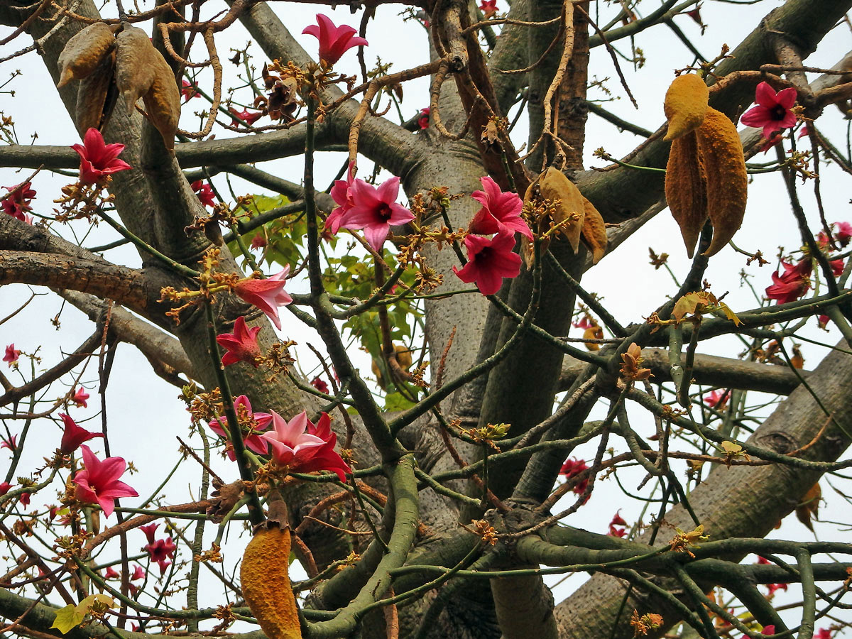 Brachychiton discolor F. Muell.