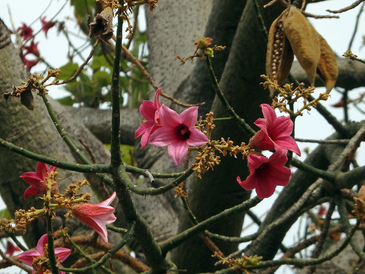 Brachychiton discolor F. Muell.