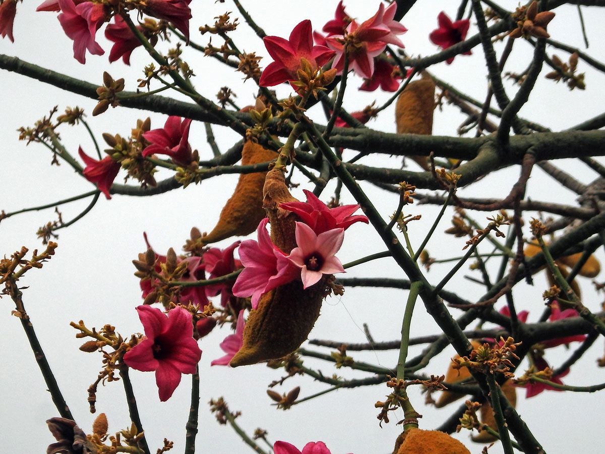 Brachychiton discolor F. Muell.