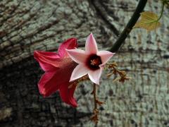 Brachychiton discolor F. Muell.