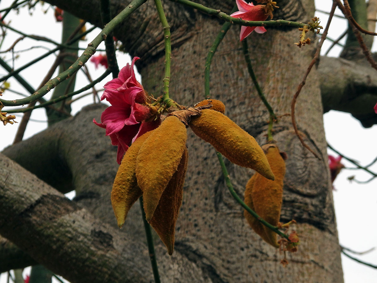 Brachychiton discolor F. Muell.