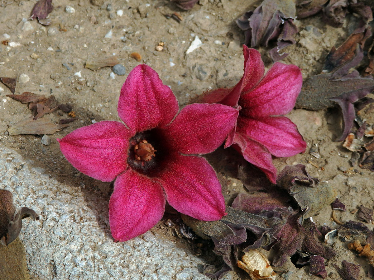 Brachychiton discolor F. Muell.