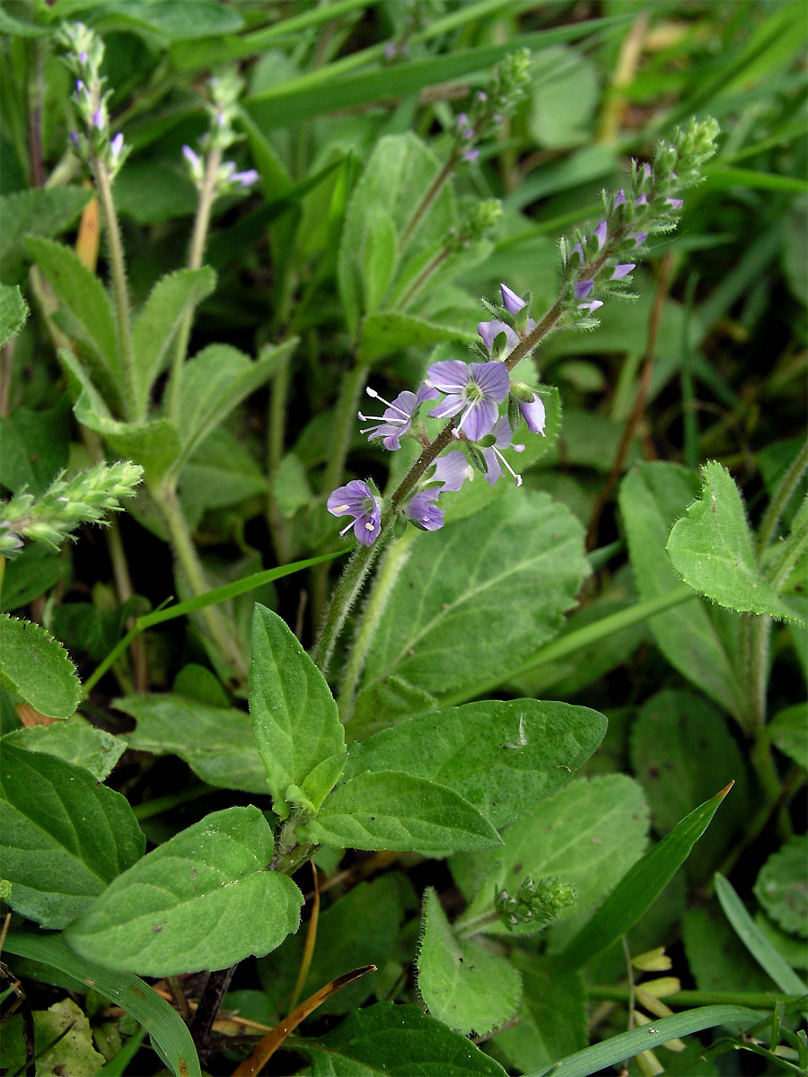 Rozrazil lékařský (Veronica officinalis L.)