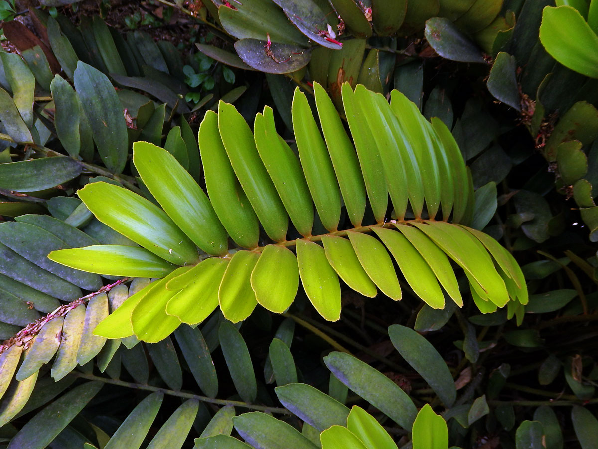 Keják otrubnatý (Zamia furfuracea L. f. ex Ait.)