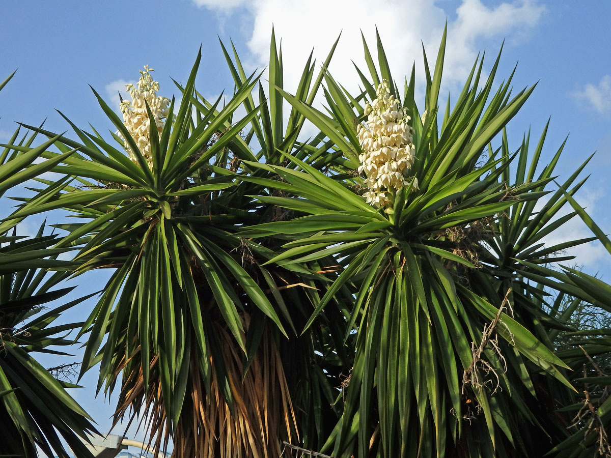 Juka (Yucca gigantea Lem.)