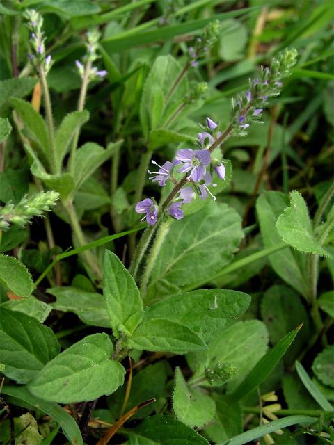 Rozrazil lékařský (Veronica officinalis L.)