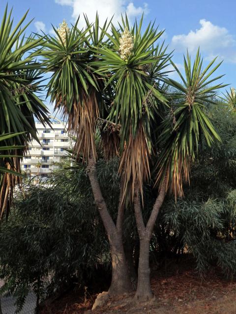 Juka (Yucca gigantea Lem.)