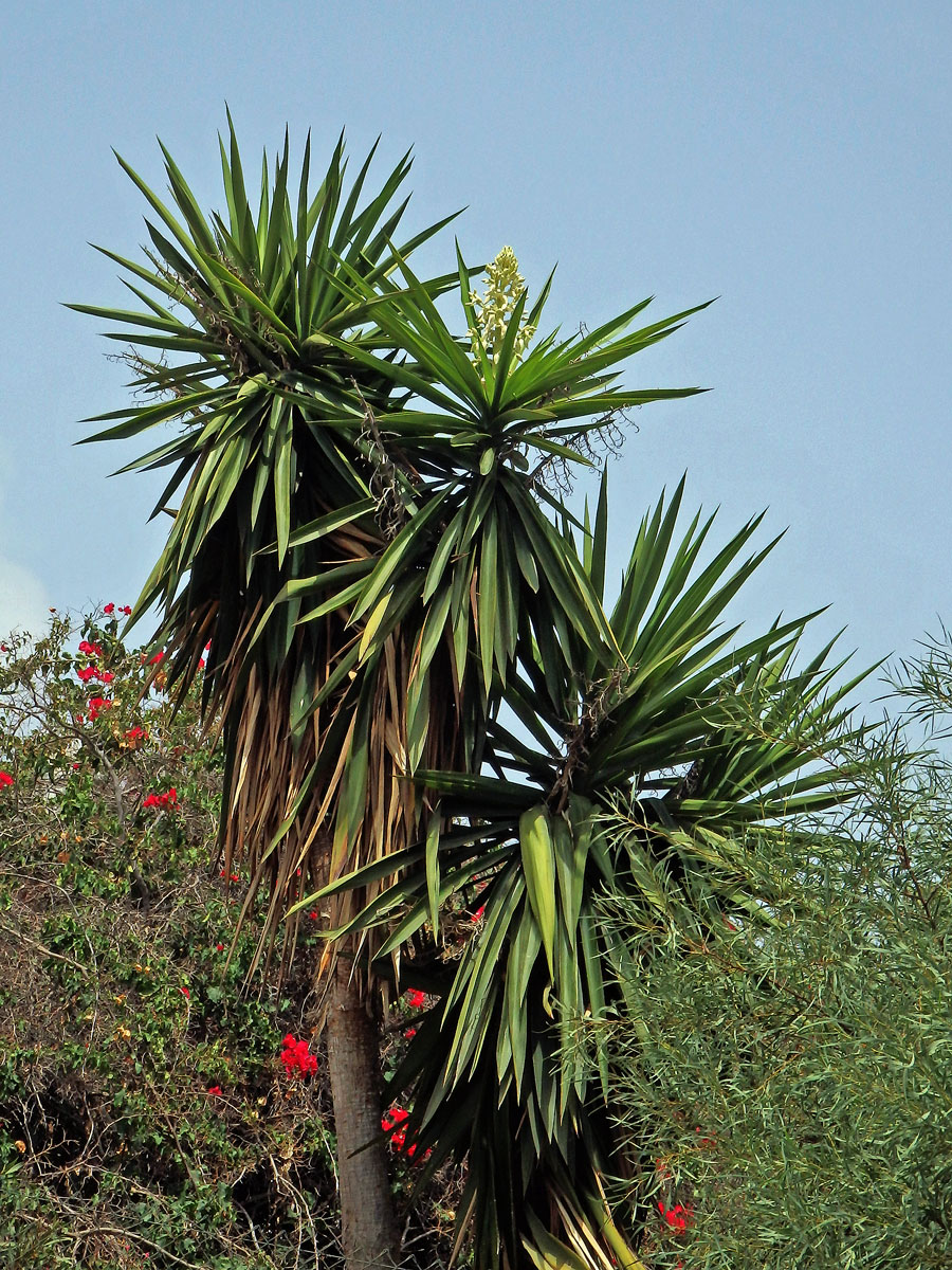 Juka (Yucca gigantea Lem.)