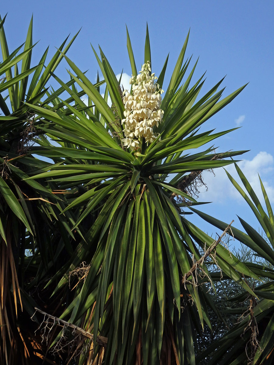 Juka (Yucca gigantea Lem.)