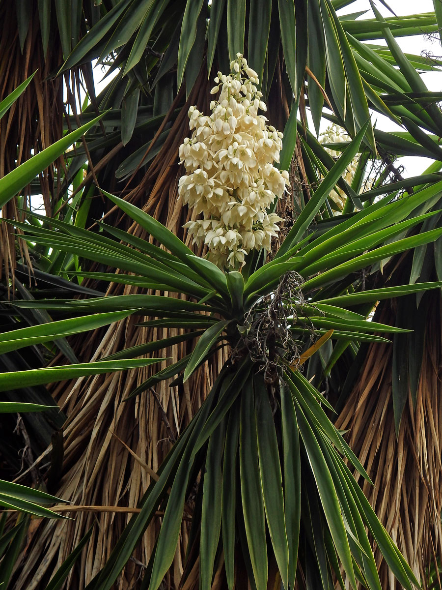 Juka (Yucca gigantea Lem.)