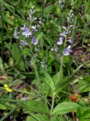 Rozrazil lékařský (Veronica officinalis L.)