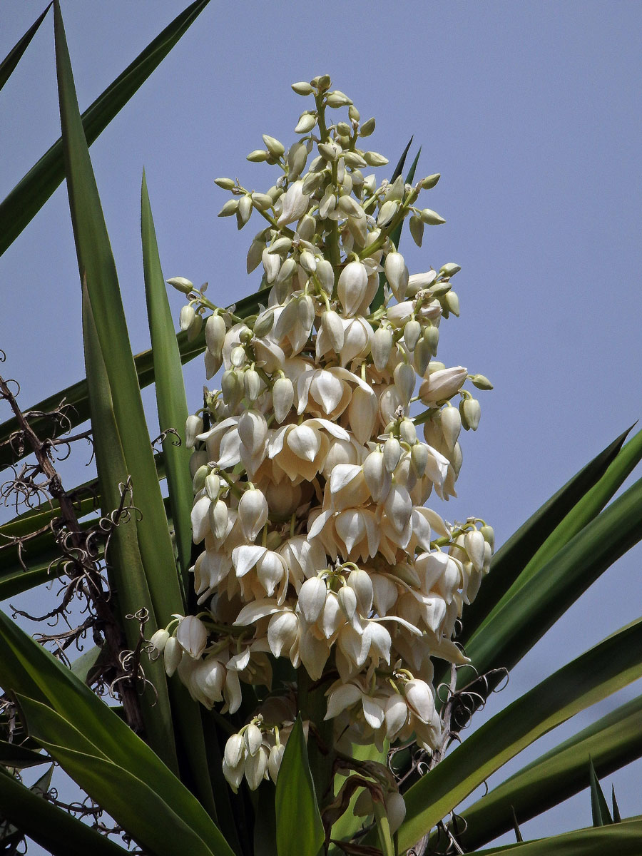 Juka (Yucca gigantea Lem.)