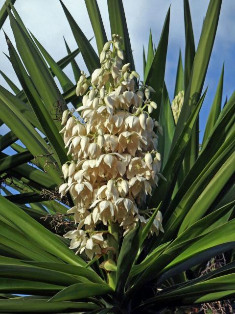 Juka (Yucca gigantea Lem.)