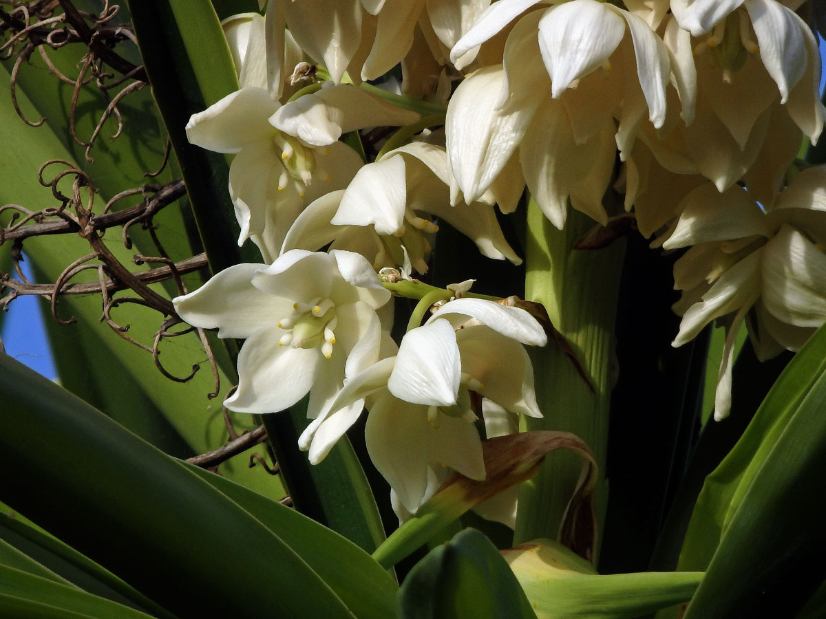 Juka (Yucca gigantea Lem.)