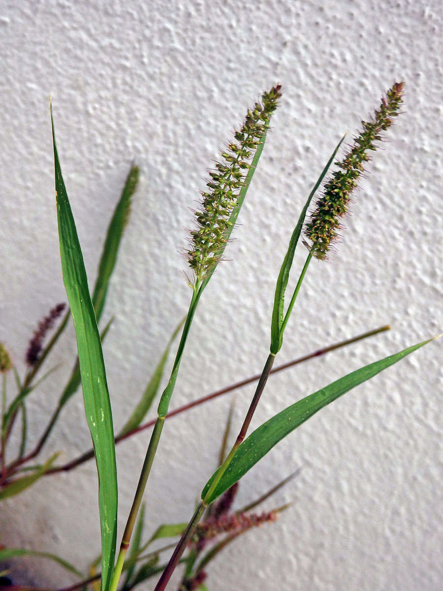 Bér přeslenitý (Setaria verticillata (L.) P. Beauv.)