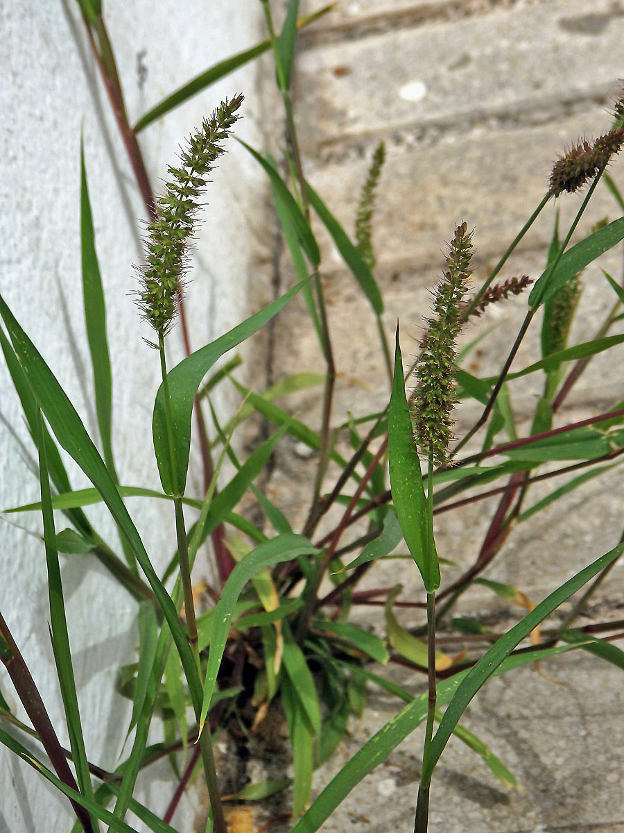 Bér přeslenitý (Setaria verticillata (L.) P. Beauv.)