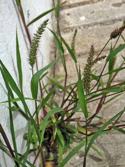 Bér přeslenitý (Setaria verticillata (L.) P. Beauv.)