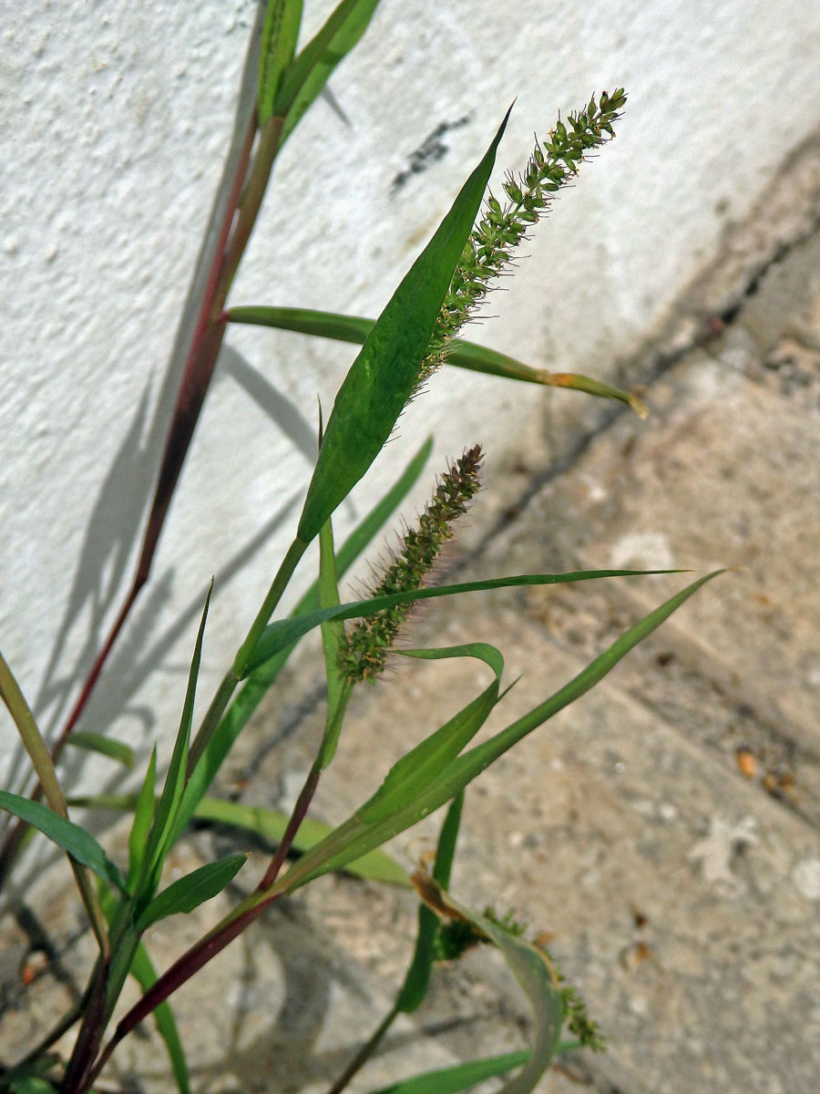 Bér přeslenitý (Setaria verticillata (L.) P. Beauv.)