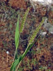 Bér přeslenitý (Setaria verticillata (L.) P. Beauv.)