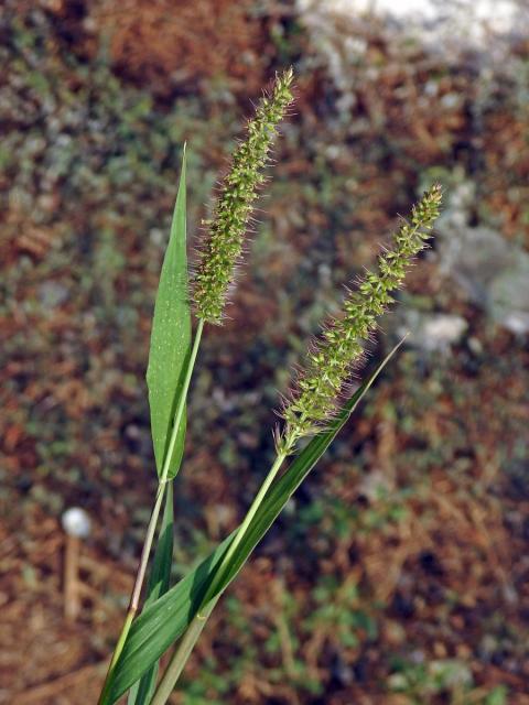 Bér přeslenitý (Setaria verticillata (L.) P. Beauv.)