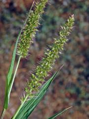 Bér přeslenitý (Setaria verticillata (L.) P. Beauv.)