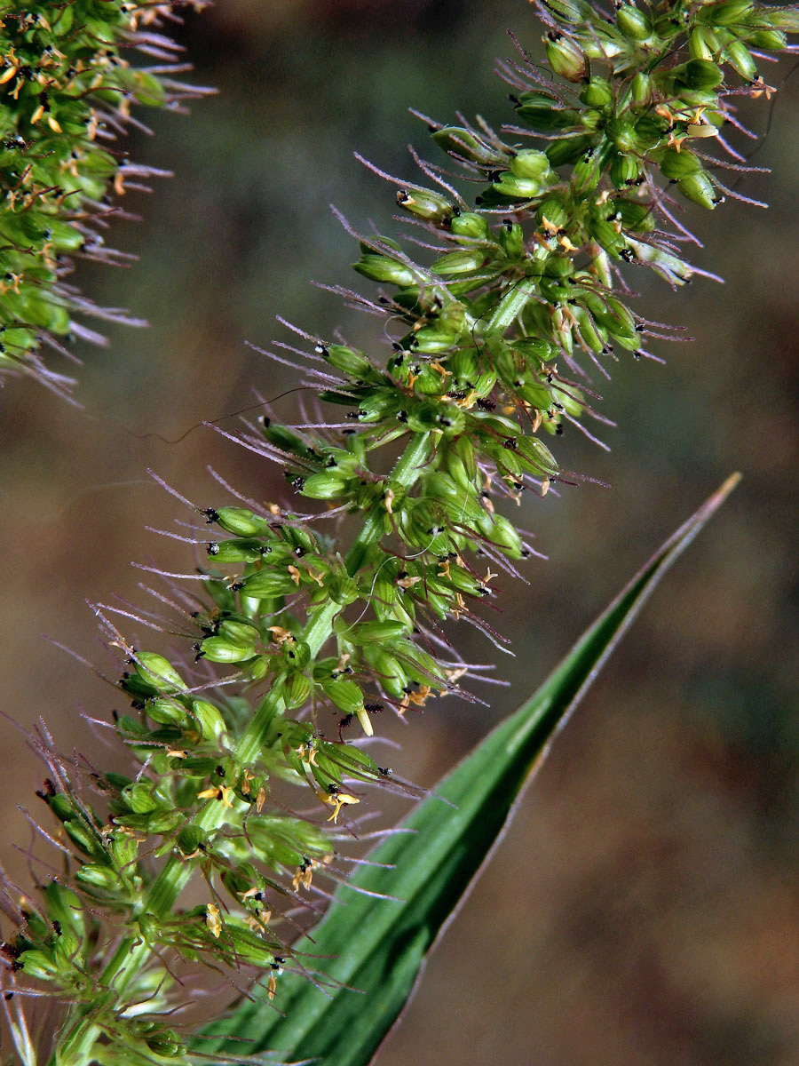 Bér přeslenitý (Setaria verticillata (L.) P. Beauv.)