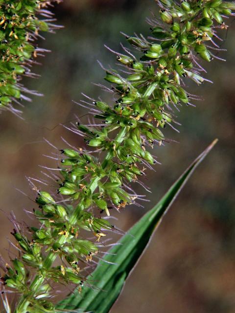 Bér přeslenitý (Setaria verticillata (L.) P. Beauv.)