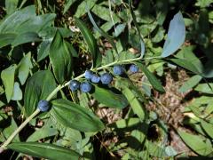 Kokořík vonný (Polygonatum odoratum (Mill.) Druce)