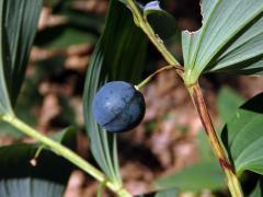 Kokořík vonný (Polygonatum odoratum (Mill.) Druce)