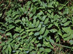 Kokořík vonný (Polygonatum odoratum (Mill.) Druce)