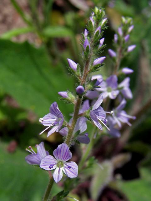 Rozrazil lékařský (Veronica officinalis L.)