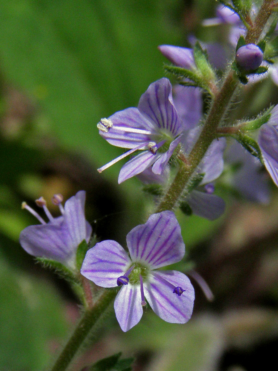 Rozrazil lékařský (Veronica officinalis L.)