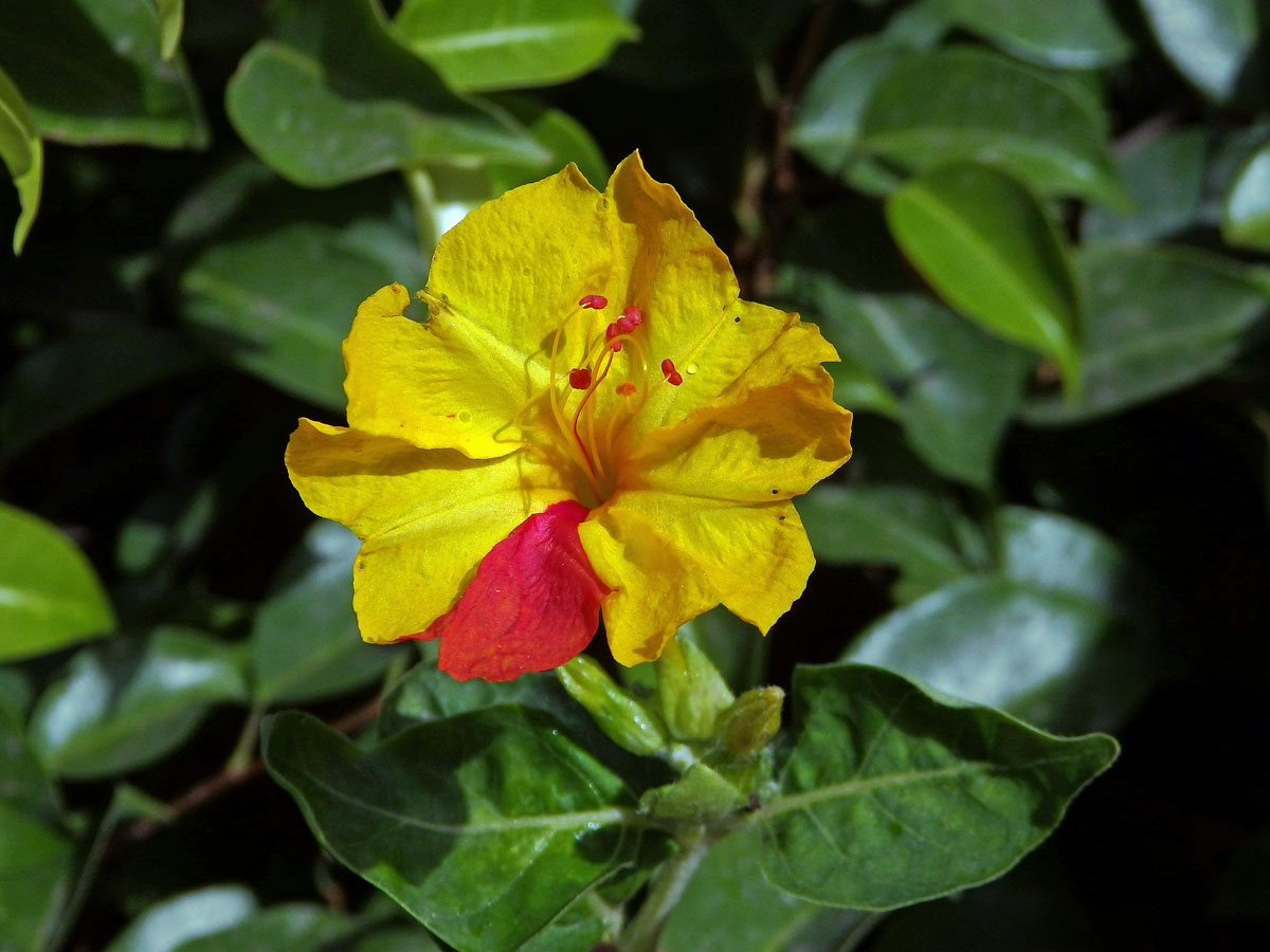 Nocenka zahradní (Mirabilis jalapa L.) s dvoubarevnými květy