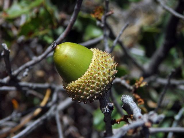 Dub kermesový (Quercus coccifera L.)