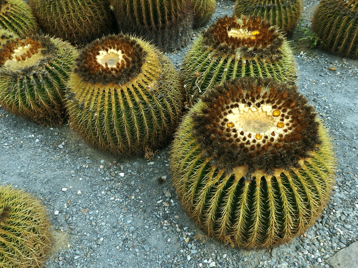 Echinokaktus Grusonův (Echinocactus grusonii Hildm.)