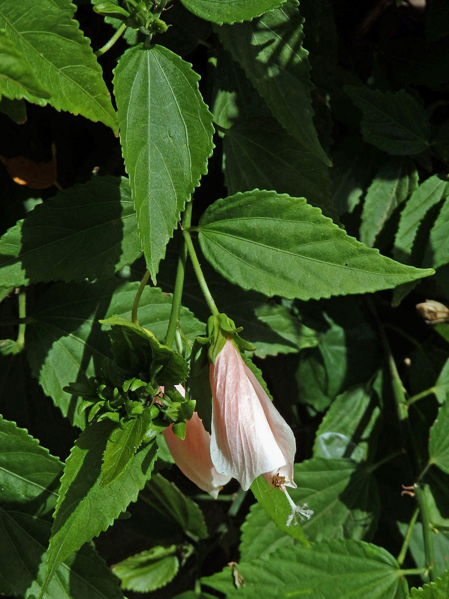 Skornoutec (Malvaviscus penduliflorus DC.)