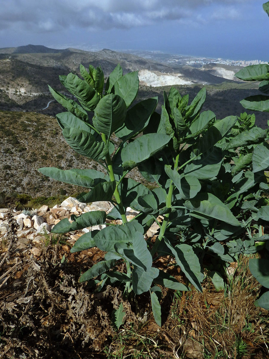 Tabák (Nicotiana glauca Graham)