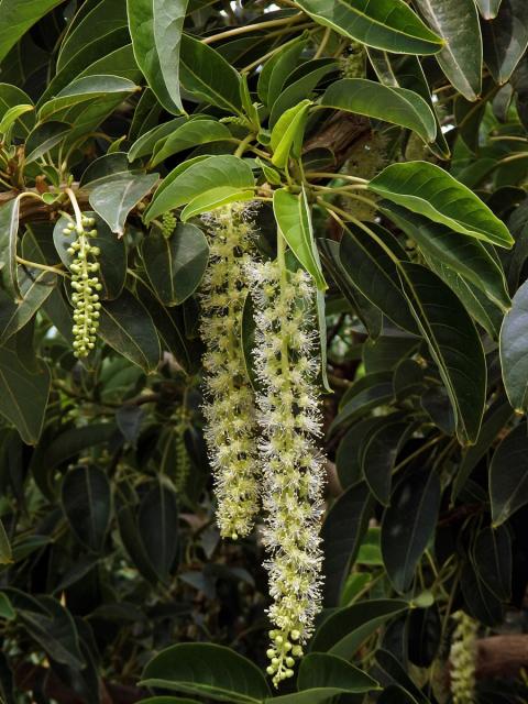 Líčidlo (Phytolacca dioica L.)