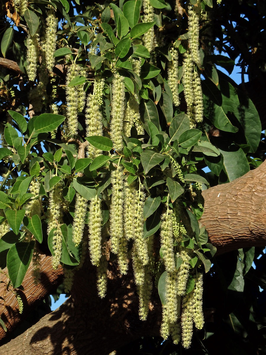 Líčidlo (Phytolacca dioica L.)