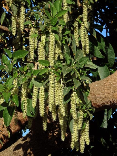 Líčidlo (Phytolacca dioica L.)