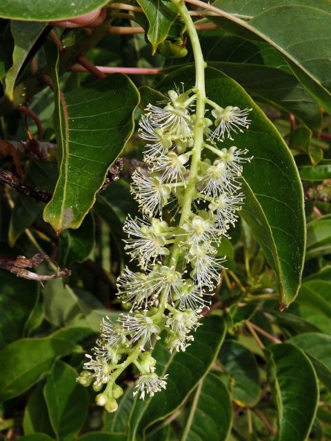 Líčidlo (Phytolacca dioica L.)