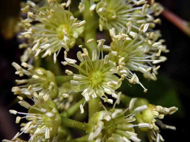 Líčidlo (Phytolacca dioica L.)