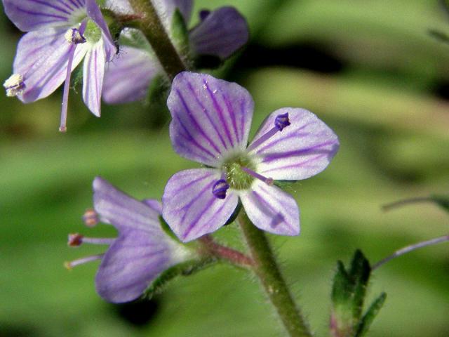 Rozrazil lékařský (Veronica officinalis L.)