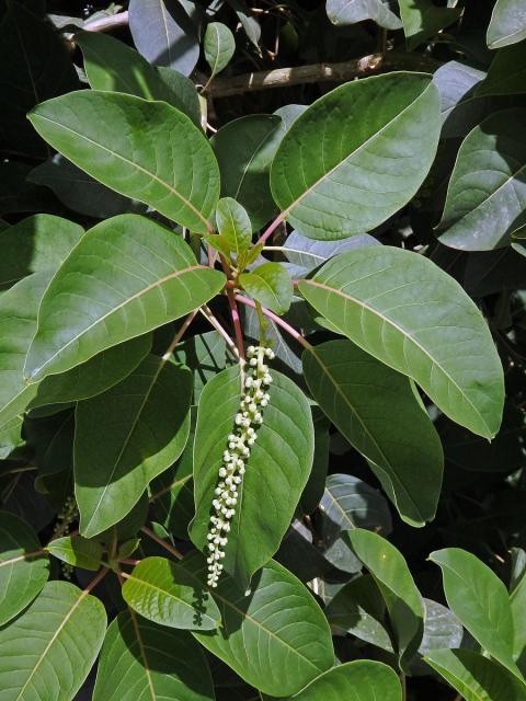 Líčidlo (Phytolacca dioica L.)