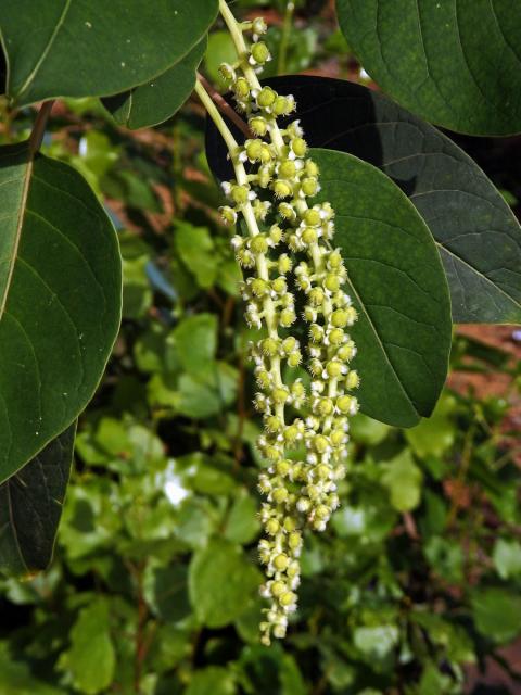 Líčidlo (Phytolacca dioica L.)