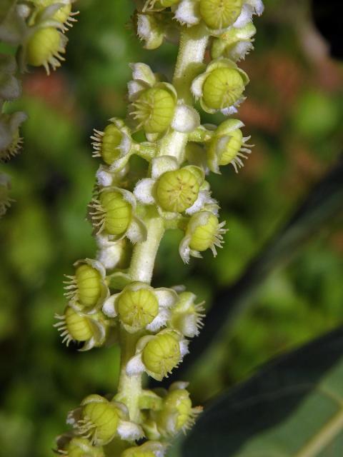 Líčidlo (Phytolacca dioica L.)