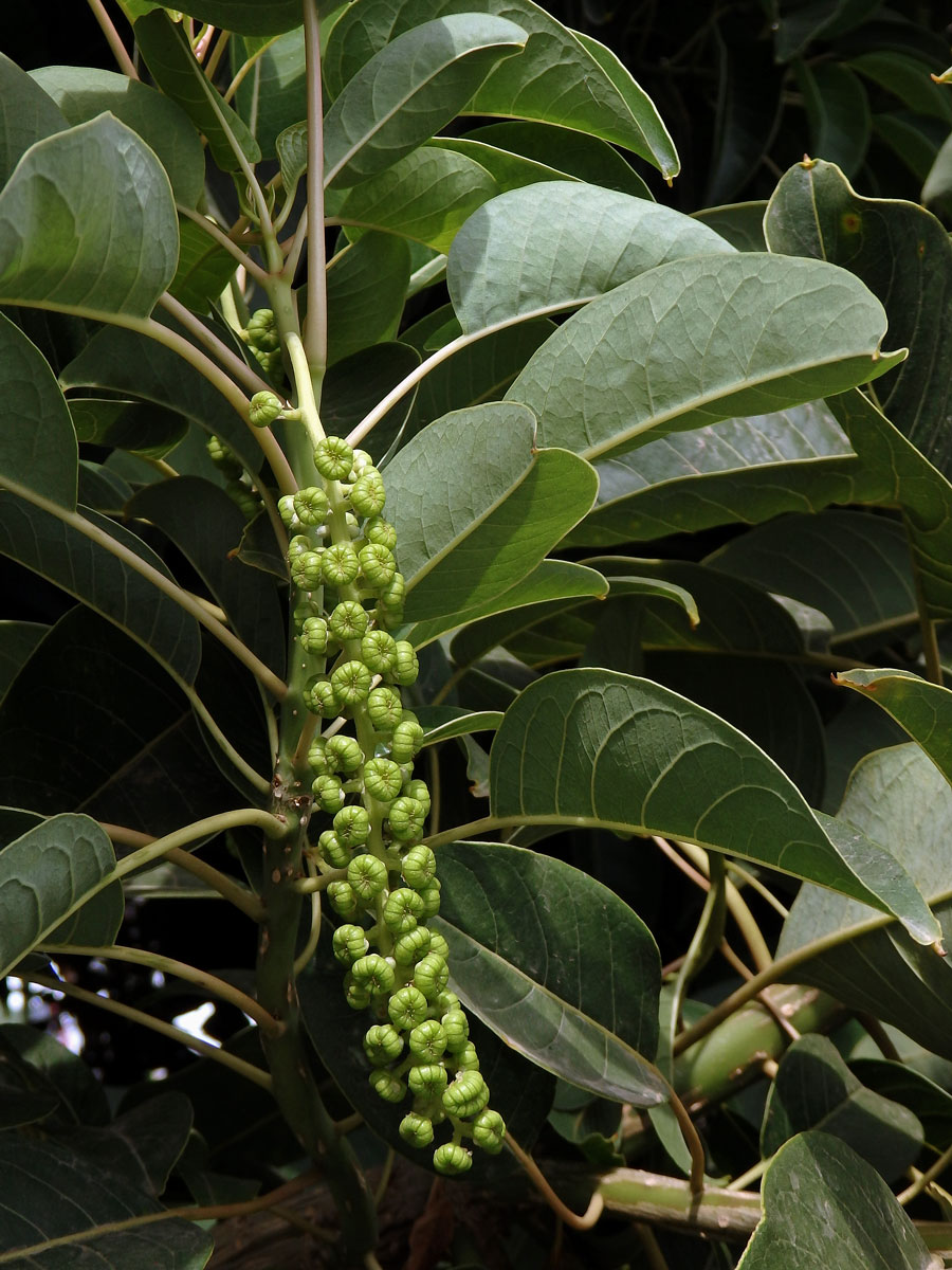 Líčidlo (Phytolacca dioica L.)